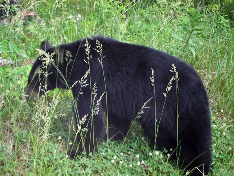 wildlife great smoky mountains